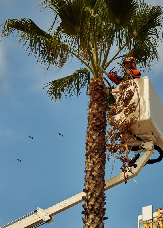 Palm Tree Service