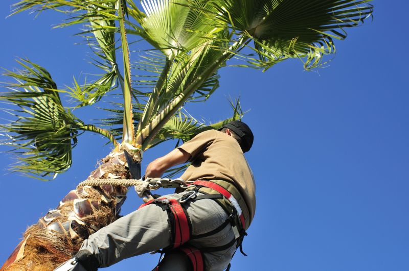 Palm Tree Service