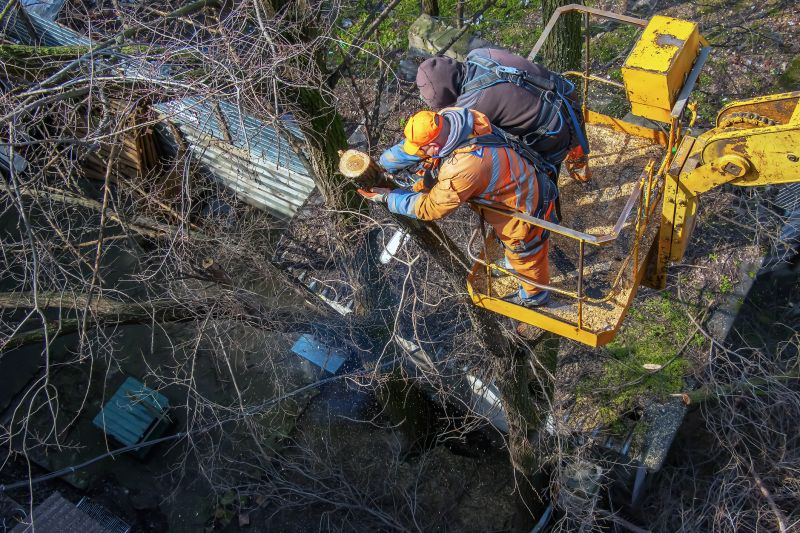 Commercial Tree Service in San Jose, CA
