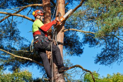 Commercial Tree Trimming in Pottstown, PA