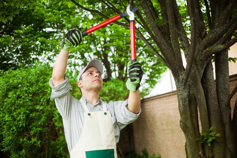 Dead Branch Removal in Allentown, PA