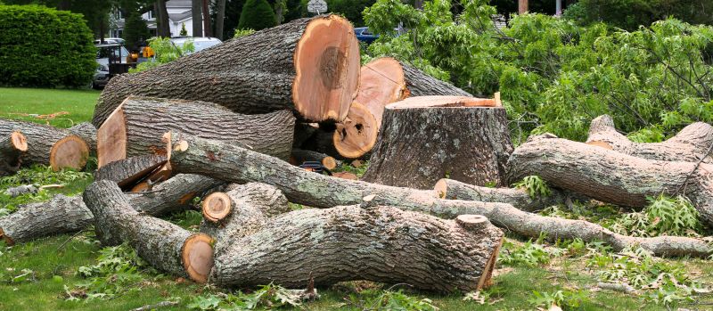 Dead Tree Removal in Bucks County, PA