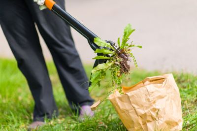 Garden Deweeding in Aiken, SC