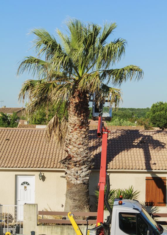 Palm Tree Service