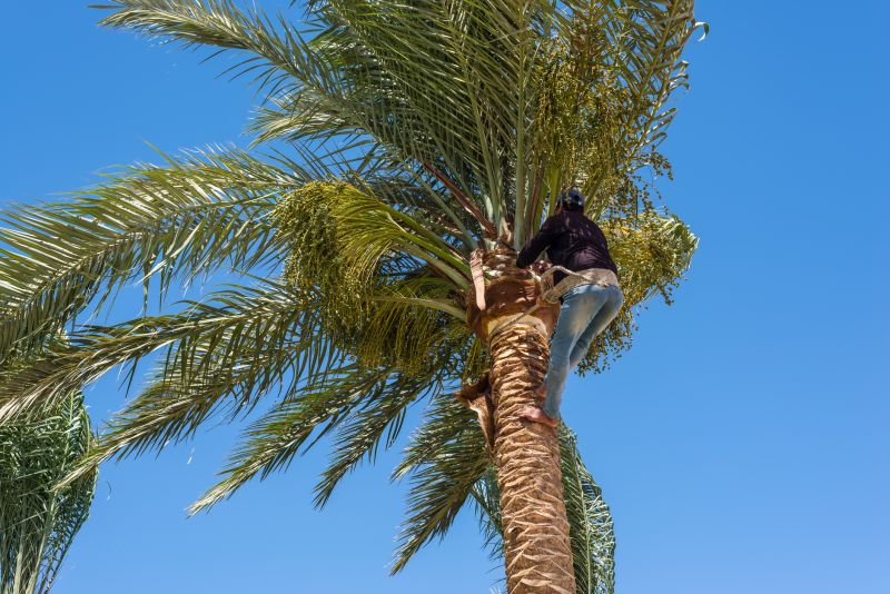 Palm Tree Service