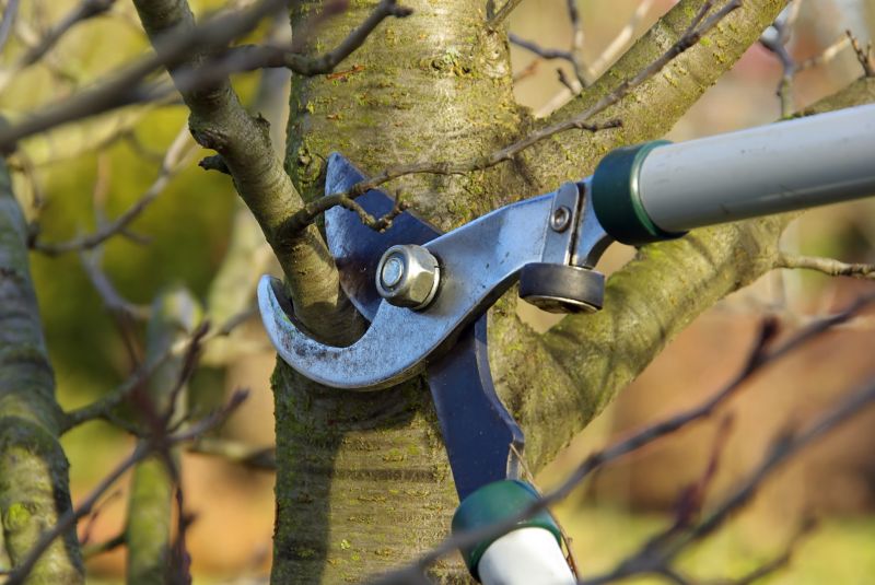 Tree Branch Cutting in Pottstown, PA