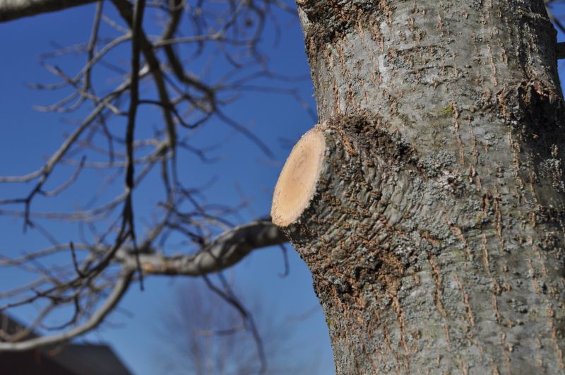 Tree Limbs Removal in San Jose, CA