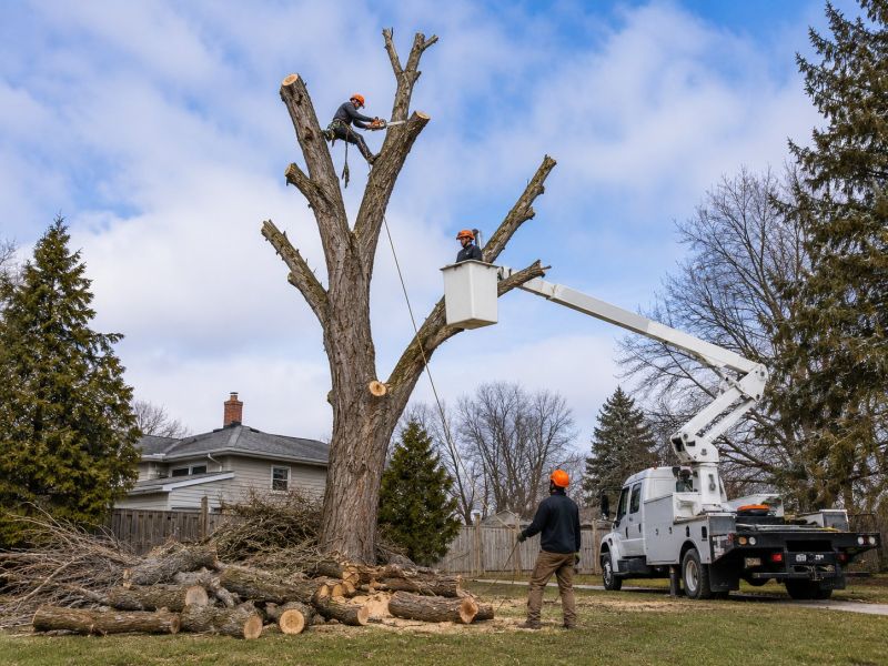 Tree Removal Service in San Jose, CA