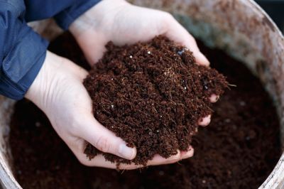 Palm Tree Fertilizing Service