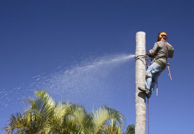 Palm Tree Removal Service