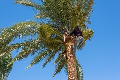 Palm Tree Trimming and Pruning Service