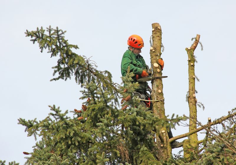 Cypress Tree Trimming in Reno, NV